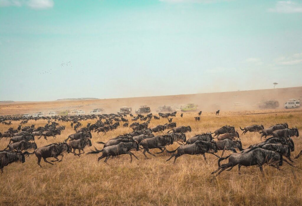 An image of wilder beasts in during the great migration