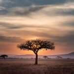 An Image of a tree in the african sahara