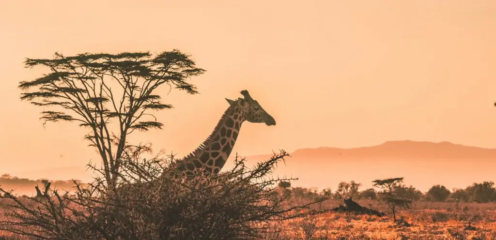 An image of a giraffe in the maasai mara